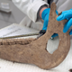 A light brown horse mandible, complete with teeth, is measured in a lab.